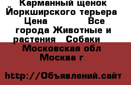 Карманный щенок Йоркширского терьера › Цена ­ 30 000 - Все города Животные и растения » Собаки   . Московская обл.,Москва г.